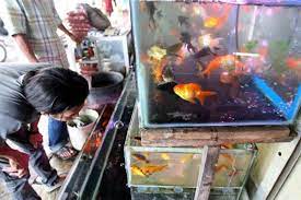 Sebuah Peluang Emas Bisnis Peternakan Ikan Hias di Thailand